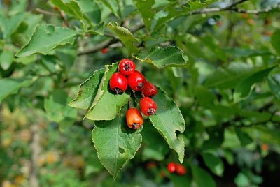 Photinia parvifolia - blýskalka drobnokvětá - plody
